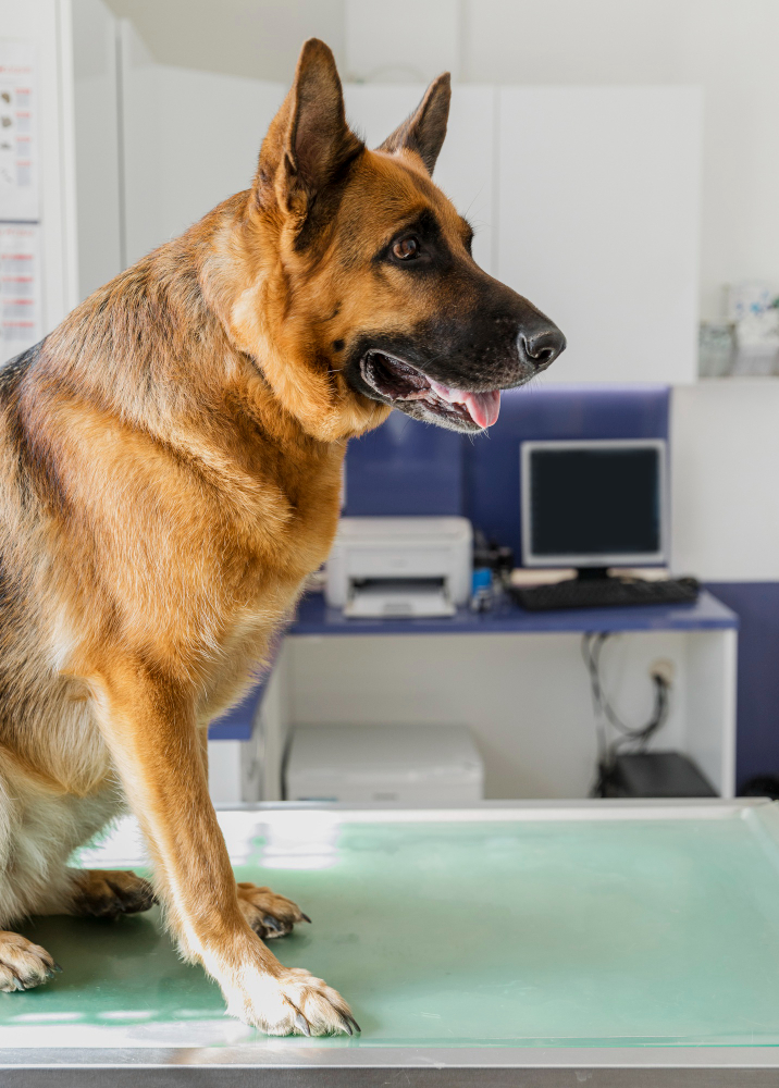 Exame de urinálise em cães em Osasco: venha conhecer Hopet Clinic