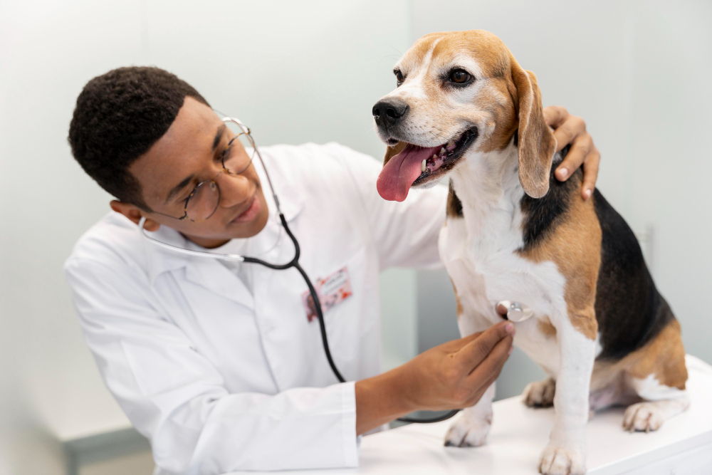 Consulta veterinária em Osasco com exames laboratoriais: Venha conhecer Hopet Clinic