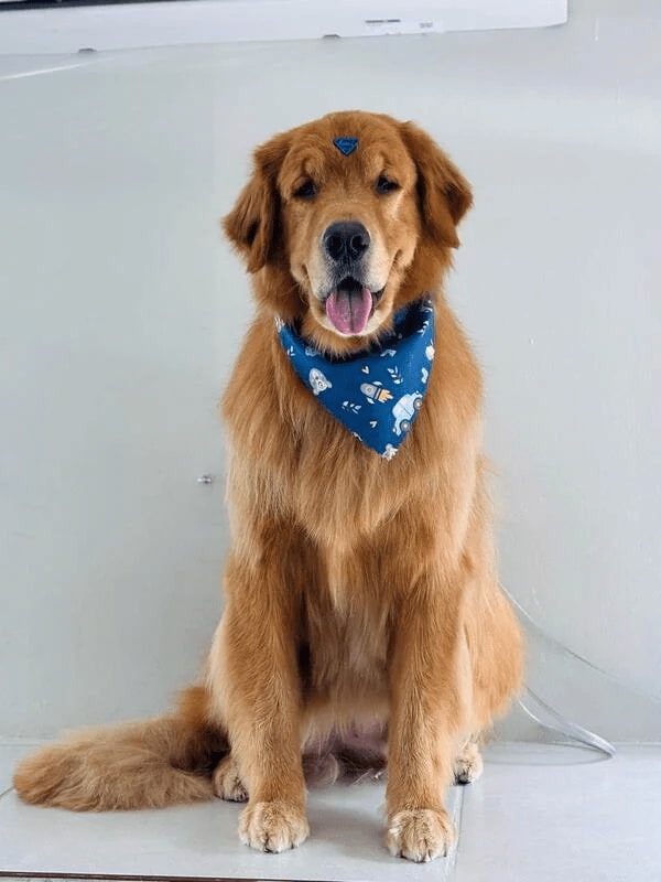 Laboratório veterinário em Osasco: conheça nossos serviços