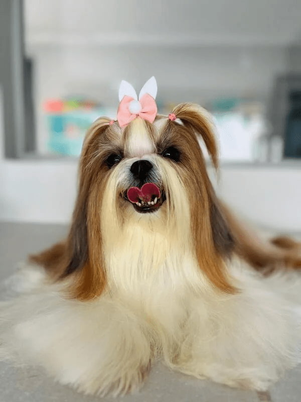 Atendimento veterinário humanizado: entenda sua importância e onde encontrar